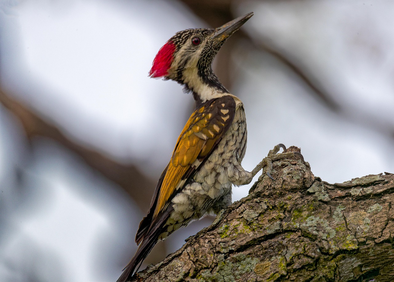 Cancer and the Woodpecker: Nurturing Through Rhythm (Image Credits: Pixabay)