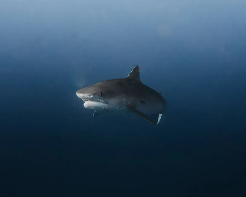 Taurus – The Tiger Shark (Image Credits: Pexels)
