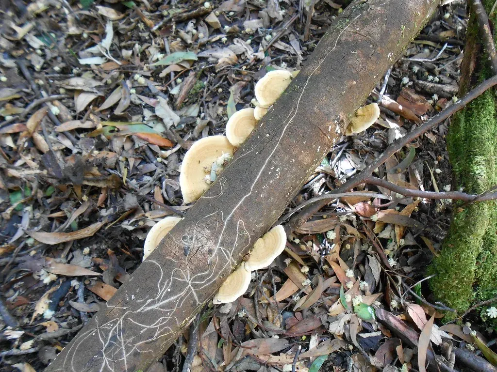 How the Fungal Network Actually Works (Cowirrie, Flickr, CC BY-SA 2.0)