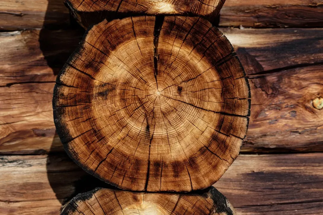 #9 - Log Structures Pickled Alive In Bogs And Peatlands (Image Credits: Unsplash)