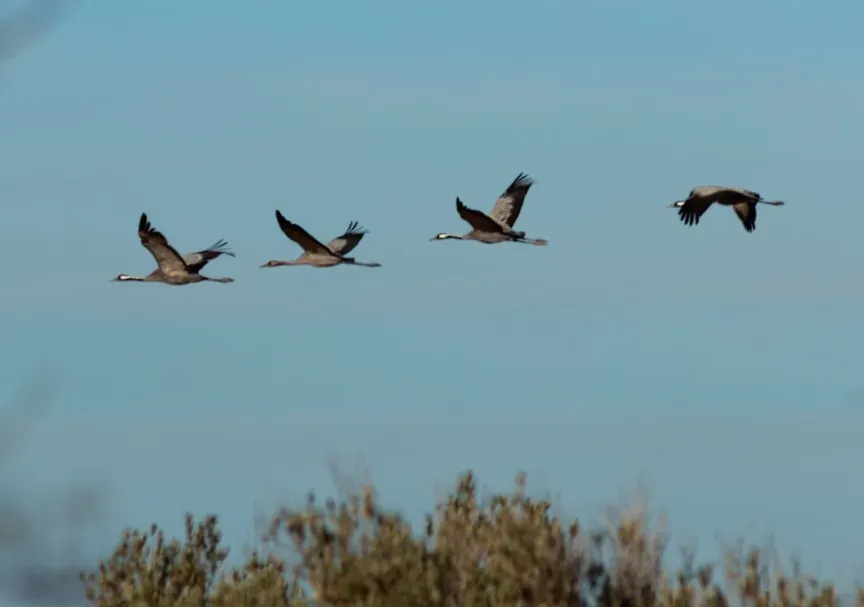 Inherited Instinct vs. Learned Experience (Image Credits: Unsplash)