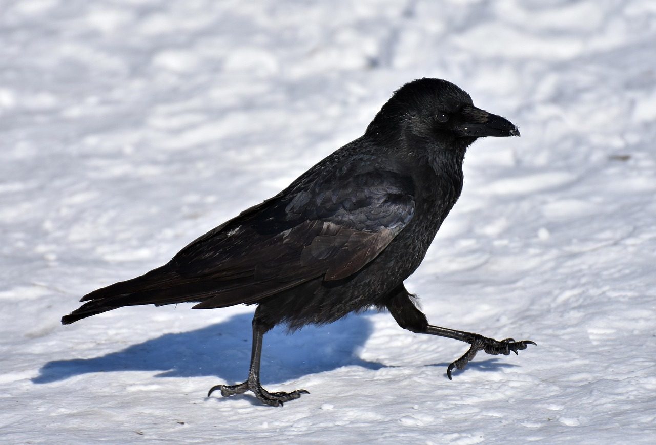 The Raven: Prophet of Transformation (Image Credits: Pixabay)