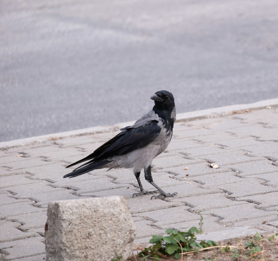 Learning Through Observation and Cultural Transmission (Image Credits: Unsplash)