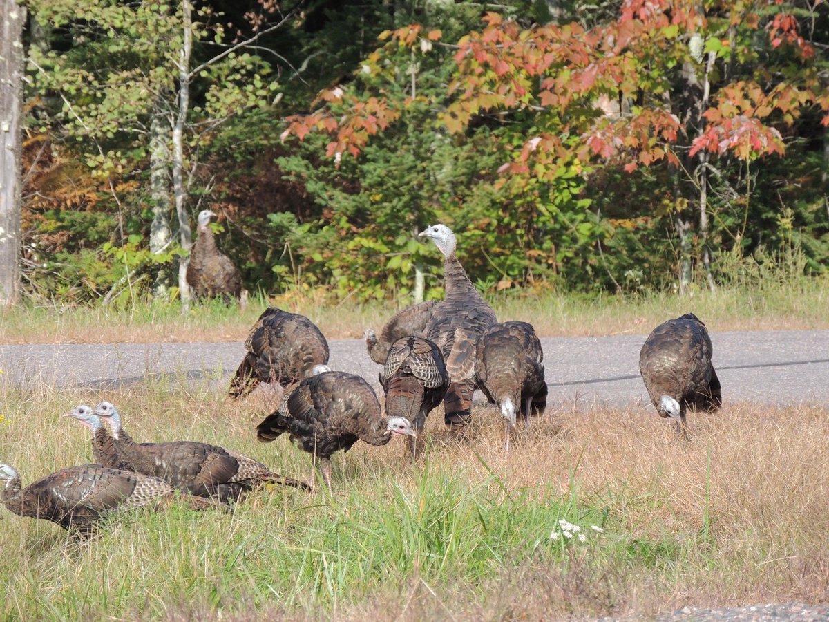 Wisconsin: The Badger State's Bounty (Image Credits: Wikimedia)