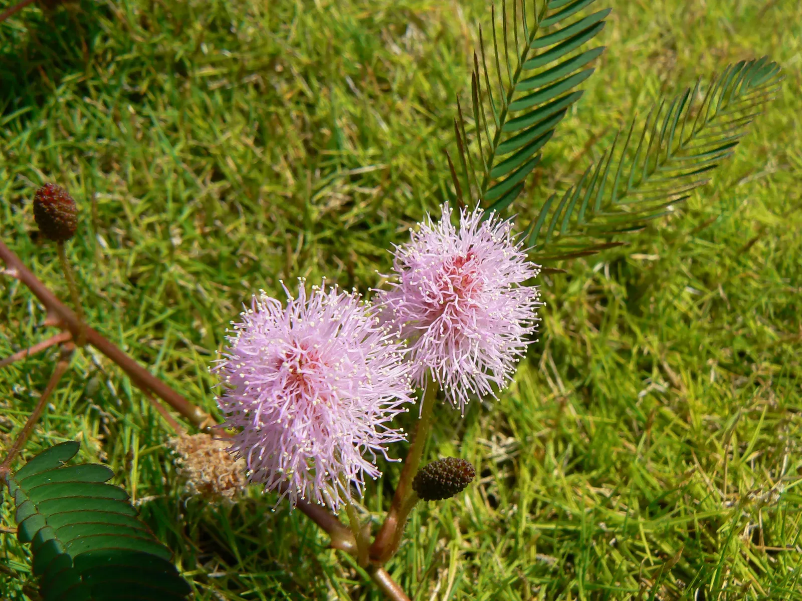 2. Mimosa Pudica: The Shy Plant That Moves in Seconds (Mimosa pudica, CC BY-SA 2.0)