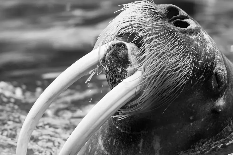#11 The “Jungle Walrus” of the Congo Basin (Image Credits: Pexels)