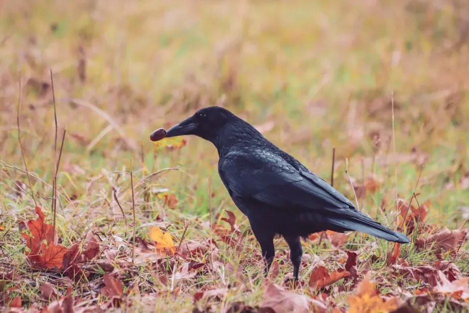 Aquarius: The Raven Outsmarting the Forest (Image Credits: Pexels)