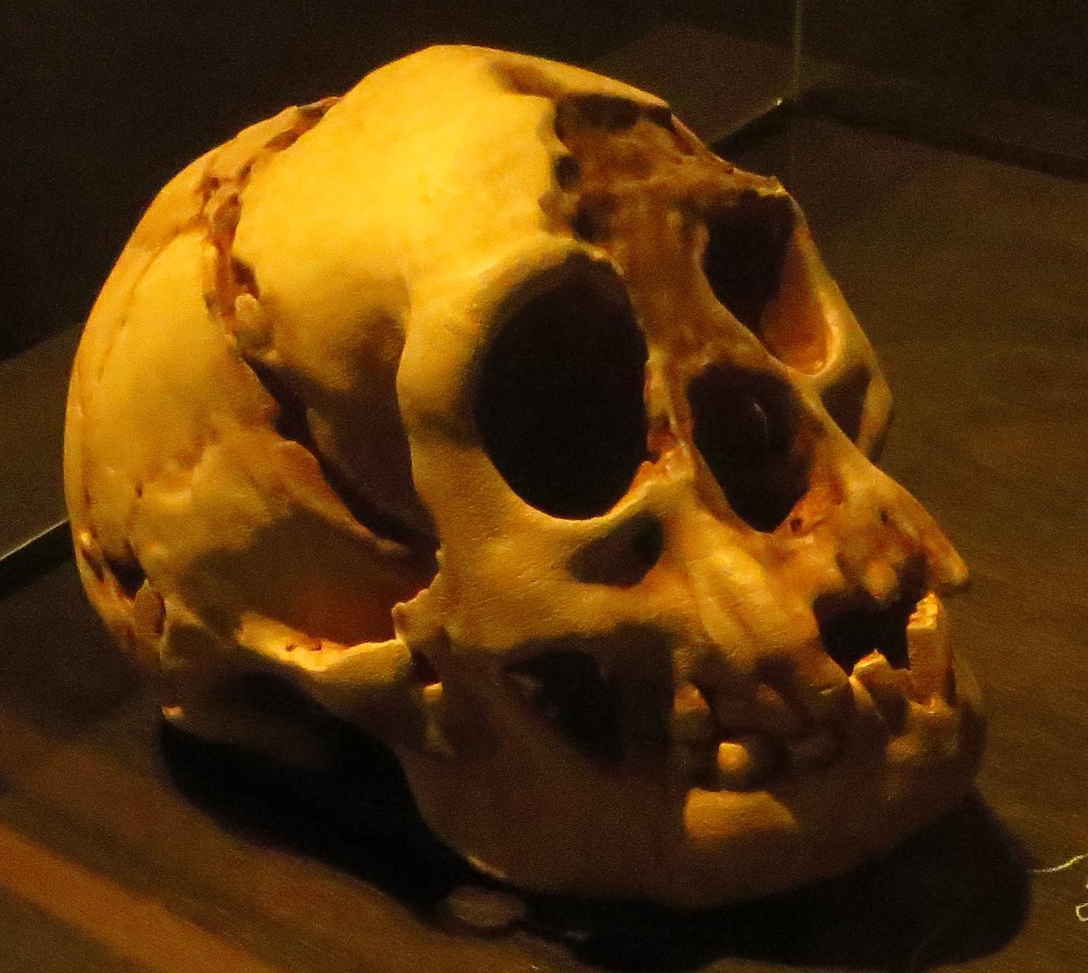 Homo luzonensis: The Philippine Puzzle (Image Credits: Wikimedia)
