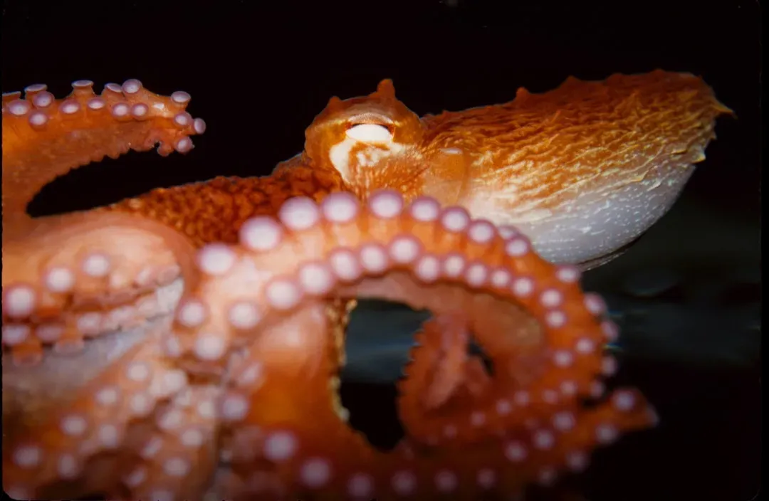 Multiple Origins: Why Octopuses, Birds, and Mammals All Look Aware (Image Credits: Unsplash)