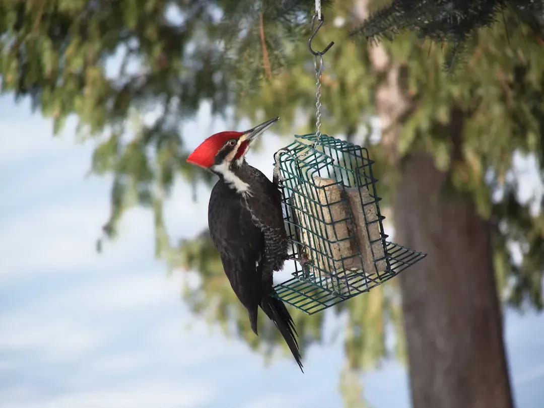 How You Can Make Life Easier for Woodpeckers Where You Live (Image Credits: Unsplash)