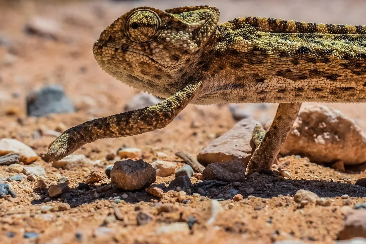 Conclusion: Nature Wrote the Original Survival Guide (Image Credits: Pixabay)