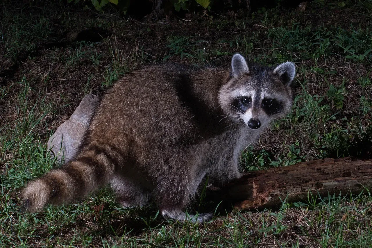 Aquarius – The Nocturnal Raccoon Breaking All the Rules (Image Credits: Pixabay)