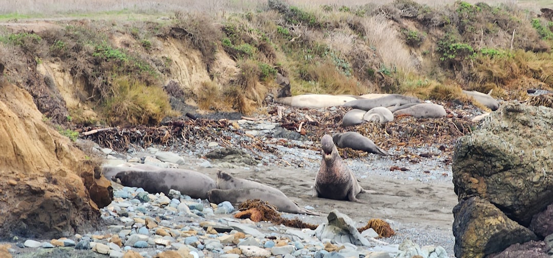Expanding Their Territory (Image Credits: Unsplash)