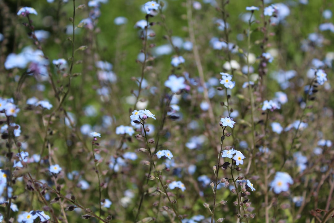 Meadows Emerge: Angiosperms Reshape the Stage (Image Credits: Unsplash)
