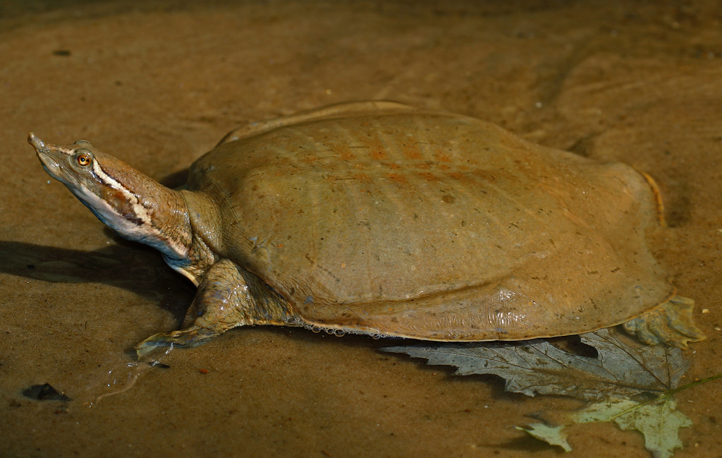 Capricorn: The Determined River Turtle (Image Credits: Flickr)