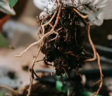 #1 - Roots Spiral and Corkscrew as They Grow (Image Credits: Pexels)