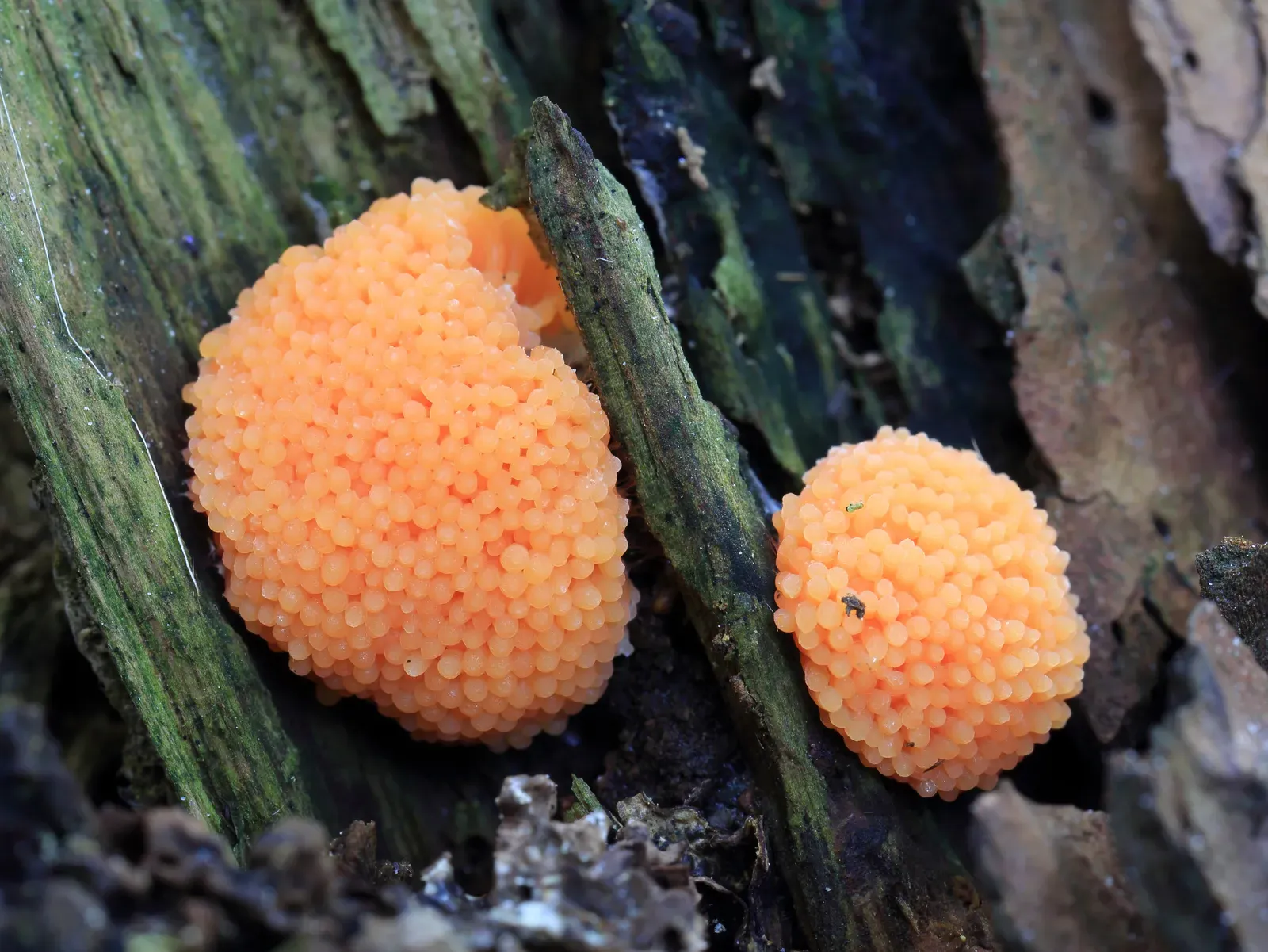 Slime Molds That Challenge Our Definition of Life (Image Credits: Wikimedia)