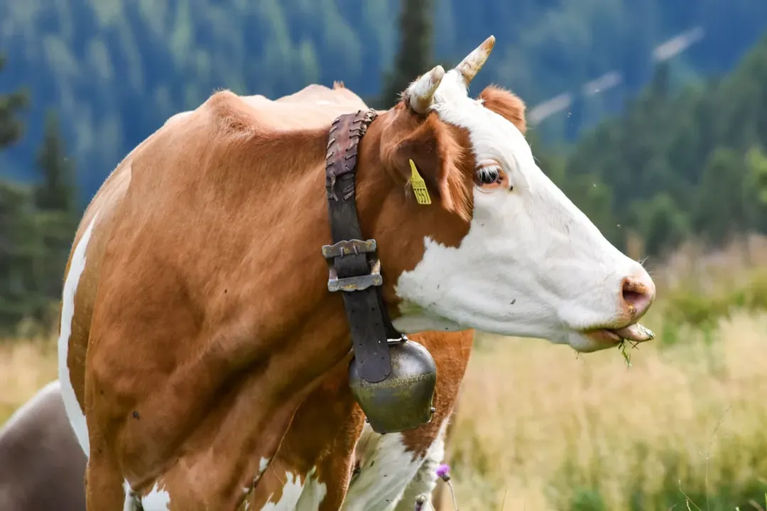 You Treat Communication as a Window Into Animal Minds (Image Credits: Unsplash)