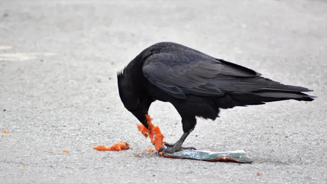 Feathered Strategists: Crows, Ravens, and the Rise of Bird Cognition (Image Credits: Unsplash)