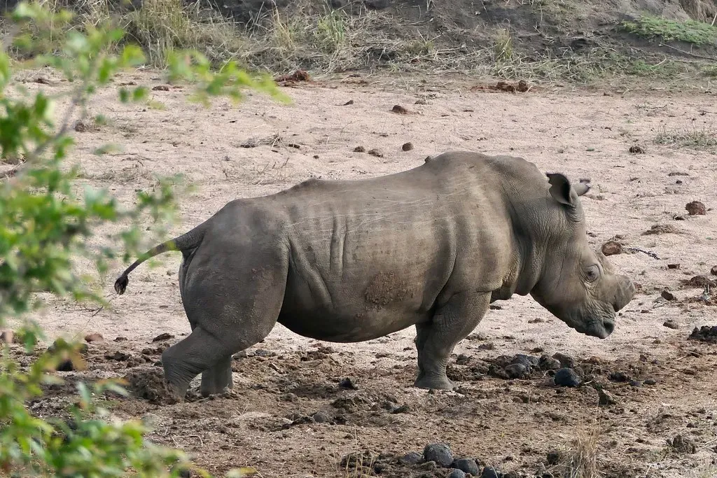 Scent Marking and Dung Piles: The Rhino's Bulletin Board (Image Credits: Flickr)