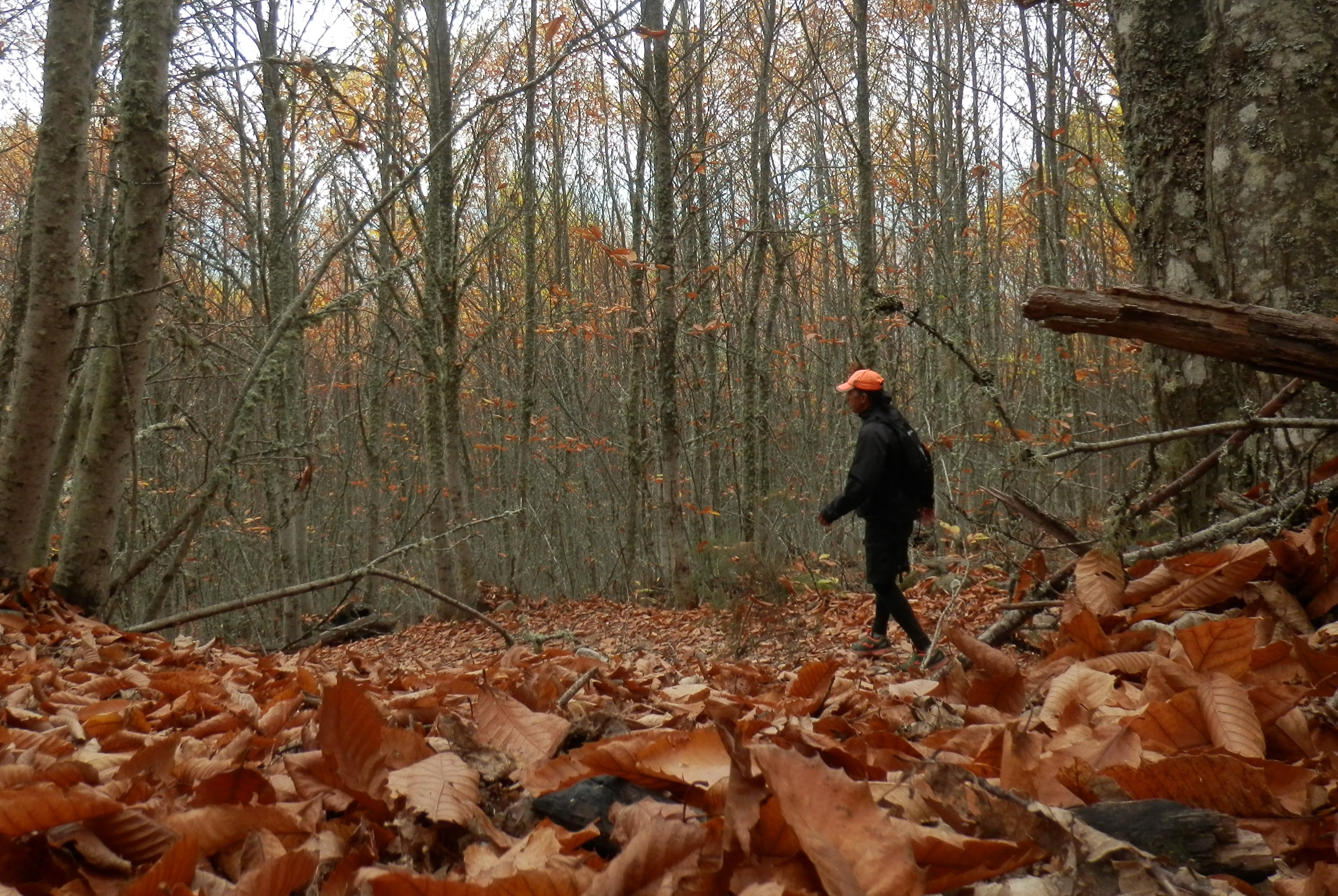 Forest Bathing: Prescription for Nature Immersion (Image Credits: Wikimedia)