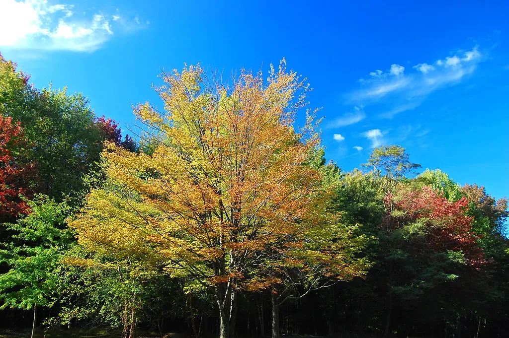 Are Plants “Intelligent”? Rethinking What That Means (Steve @ the alligator farm, Flickr, CC BY-SA 2.0)