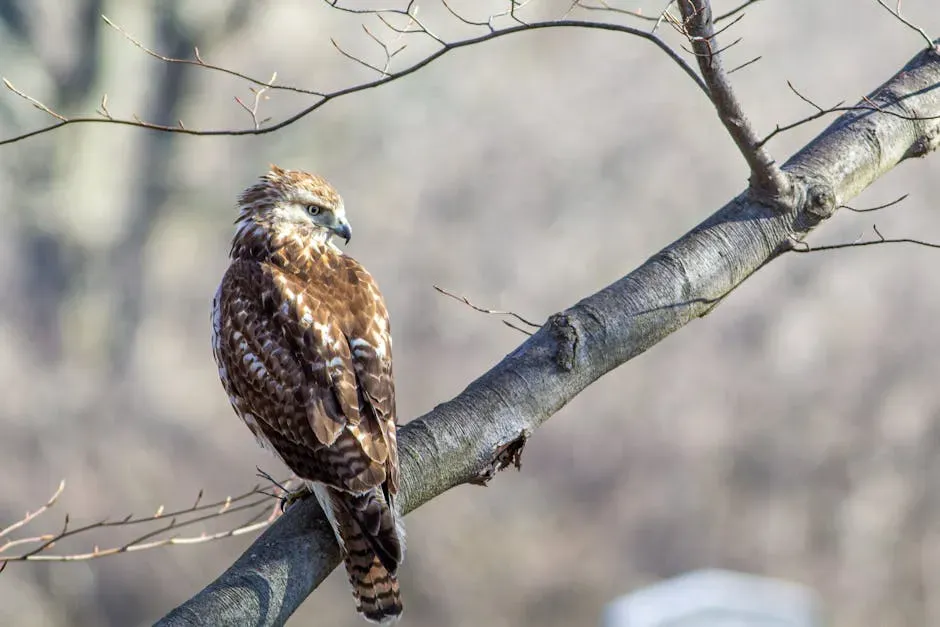 6. Young Red-Tailed Hawks Do Not Have Red Tails At All (Image Credits: Pexels)