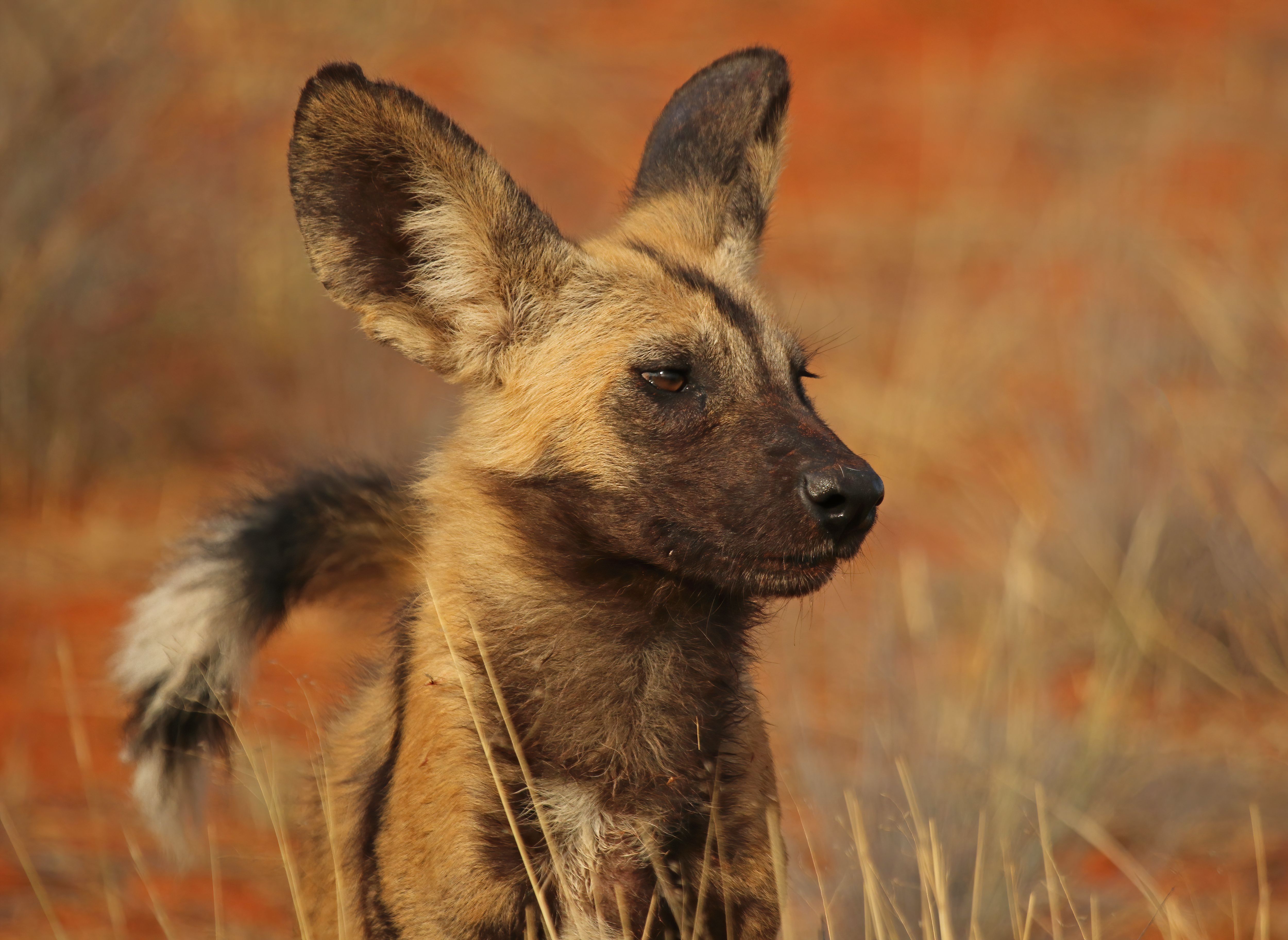 Fire and Grit: Aries and the African Wild Dog (Image Credits: Wikimedia)