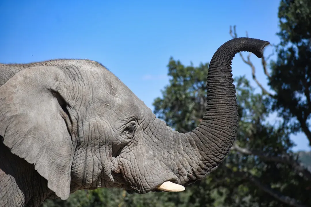 6. Elephant - The Master of Smell and Seismic Hearing (Image Credits: Unsplash)