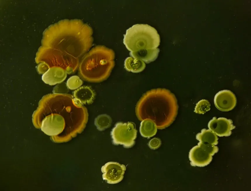 Microbial weather makers and climate shapers (Image Credits: Unsplash)