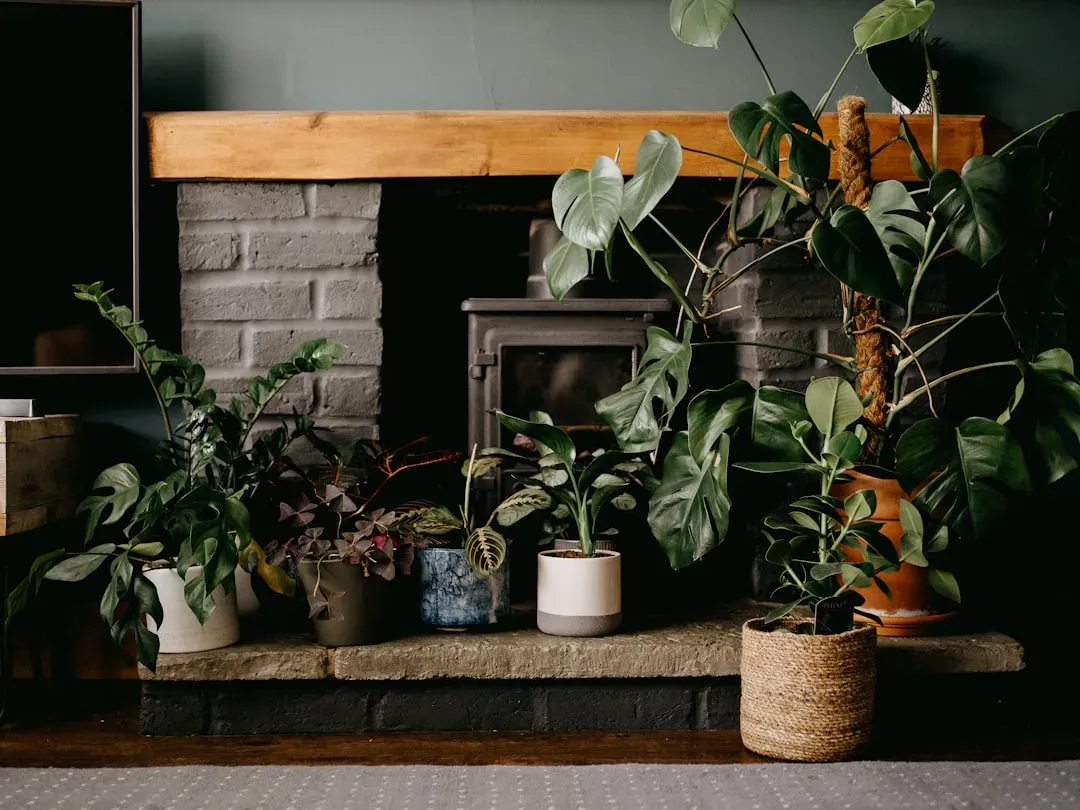 So, Are Your Houseplants Really Listening? A Cautious, Opinionated Take (Image Credits: Unsplash)