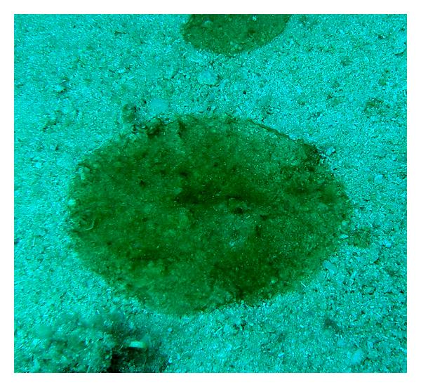 Before Forests, There Were Mats (Image Credits: Wikimedia)