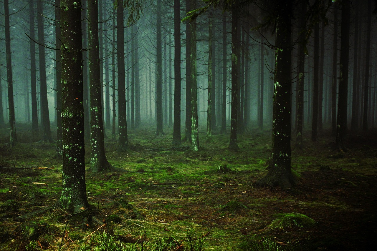 Forest-Wide Electromagnetic Communication Systems (Image Credits: Pixabay)