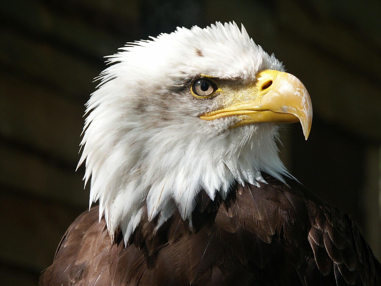 The Noble Eagle: Fire's Earthly Guardian (Image Credits: Pixabay)