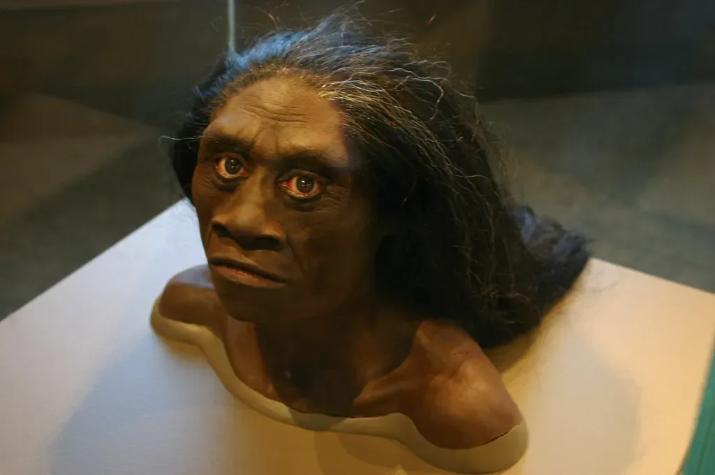 Homo floresiensis: The “Hobbits” of Flores Island (Ryan Somma, Flickr, CC BY-SA 2.0)