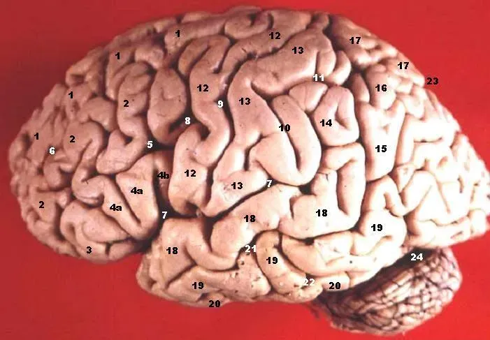 Your Brain Is Literally One of the Most Complex Objects in the Universe (Image Credits: Wikimedia)