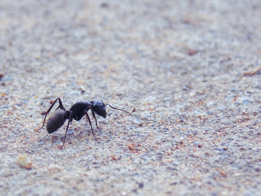 The Chemical Network That Powers Ant Intelligence (Image Credits: Unsplash)