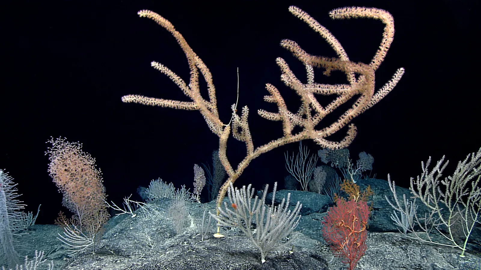 Coral and Sponge Gardens of the Deep (Image Credits: Wikimedia)