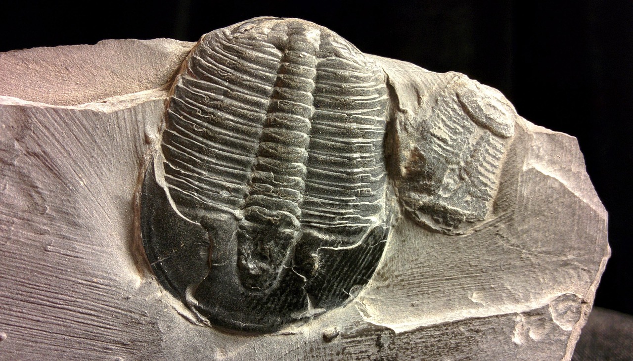 Trilobite Kingdom Preserved in Stone (Image Credits: Pixabay)