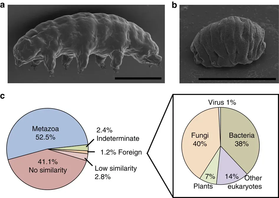 Tardigrades: Near-Invincible Bears in a Drop of Moss Water (Image Credits: Wikimedia)