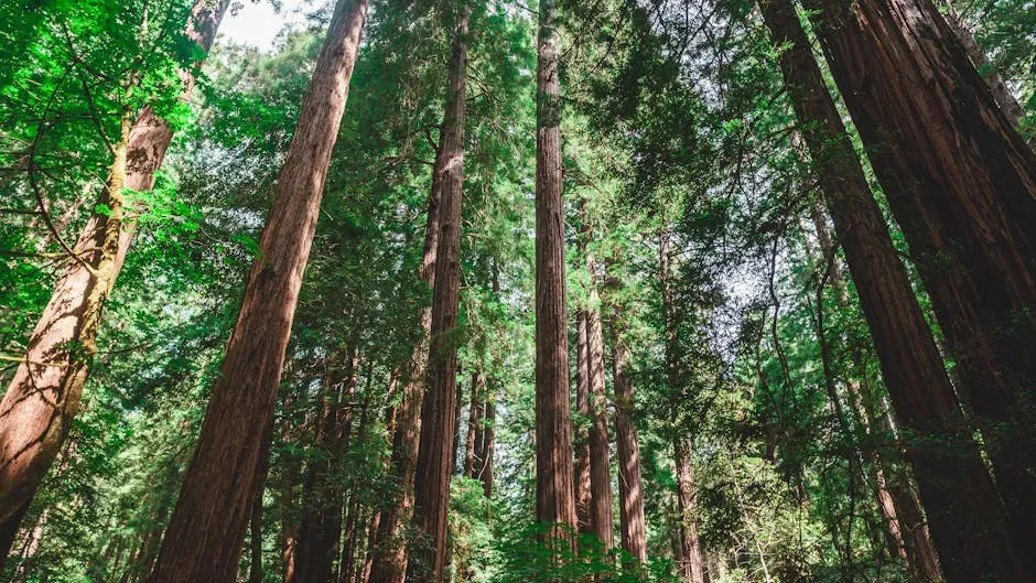 The Three Redwood Species: Coastal, Giant, and Dawn (Image Credits: Pexels)