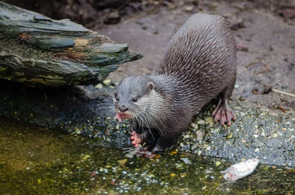 7. River Otters In The UK: From Vanishing To Widespread In One Working Lifetime (Image Credits: Pexels)