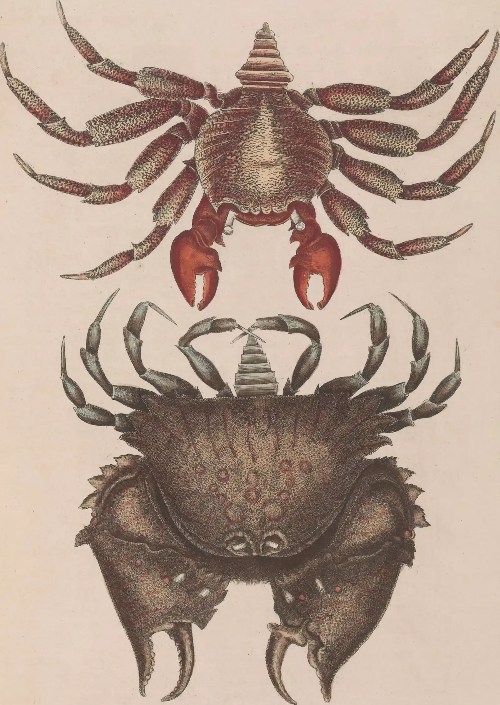 #13 - The Crab-Clawed True Bug That Reinvented Pincers (By Internet Archive Book Images, No restrictions)