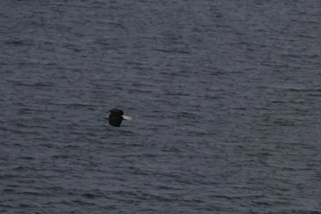 12. Potomac River (Maryland, Virginia, and Washington, DC area) (WE_American Bald Eagle_ABB, CC BY 2.0)