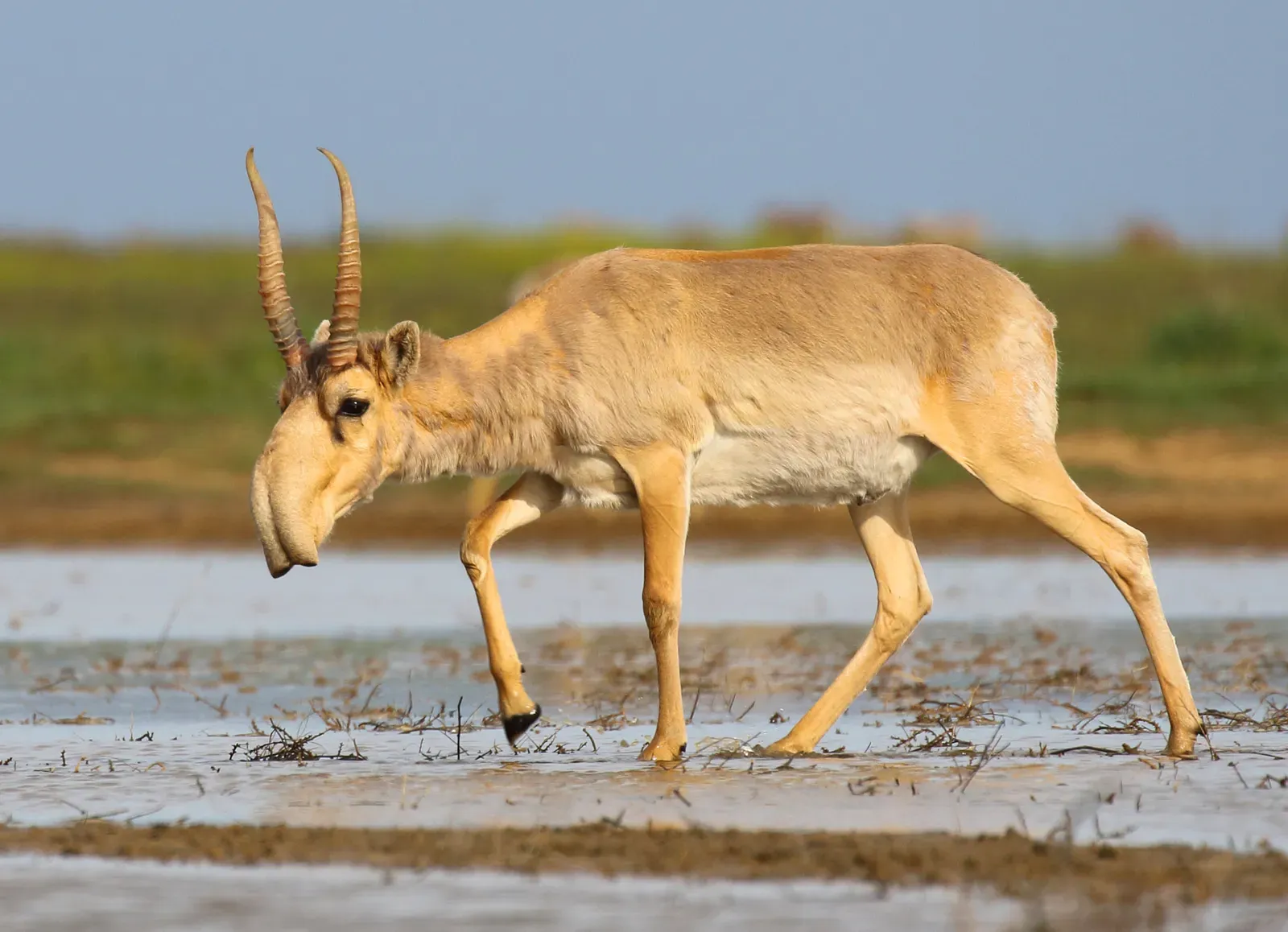 1. Saiga Antelope – The Animal With a Built‑In Air Filter (Image Credits: Wikimedia)