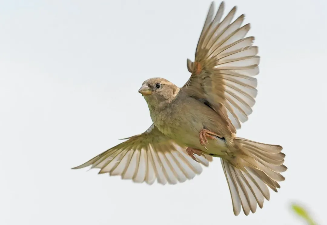 The Hidden Map in a Bird’s Brain (Image Credits: Unsplash)