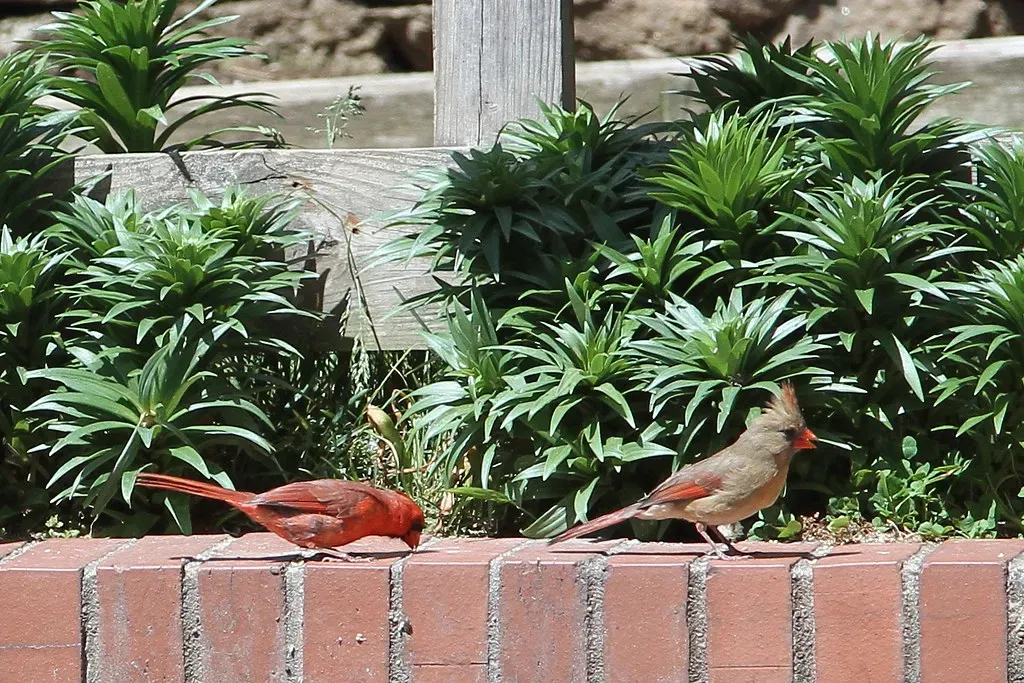 Cardinals Thrive on Dense Cover and Layered Planting (Jim, the Photographer, Flickr, CC BY 2.0)