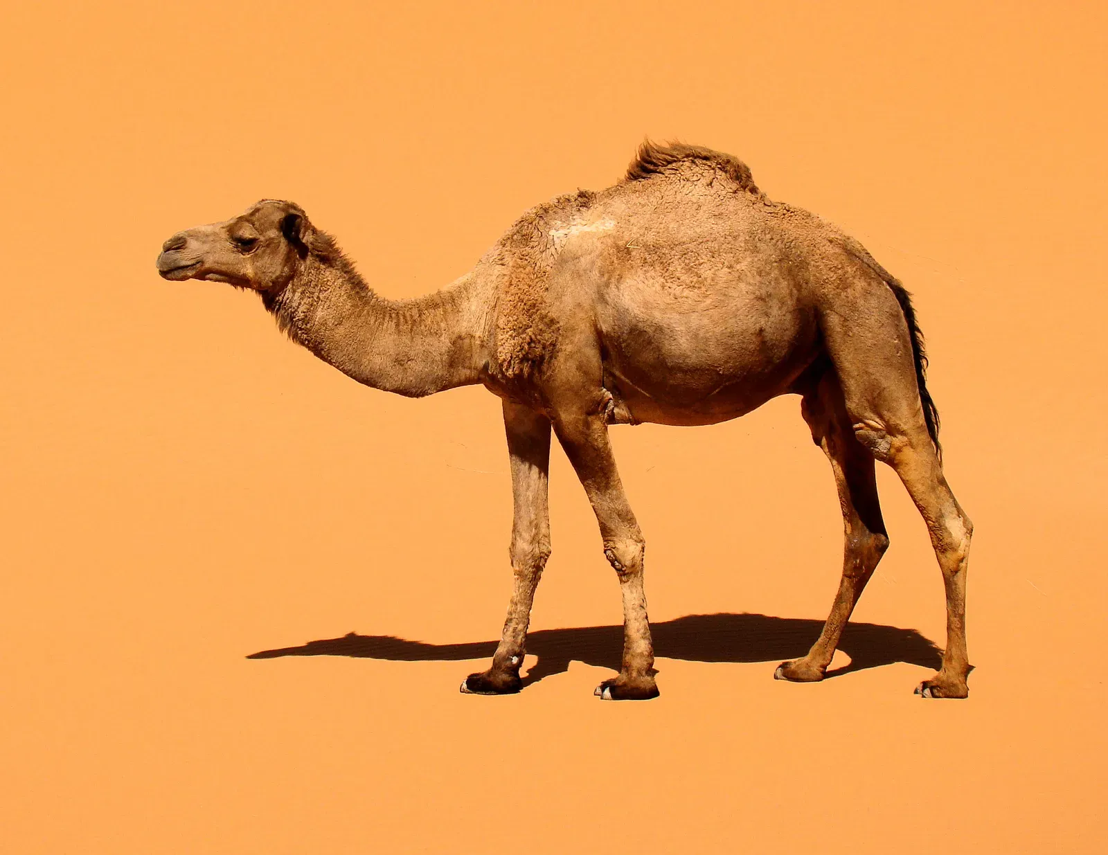 5. The Dromedary Camel: The Desert's Ultimate Long-Haul Machine (By Bjørn Christian Tørrissen, CC BY-SA 3.0)