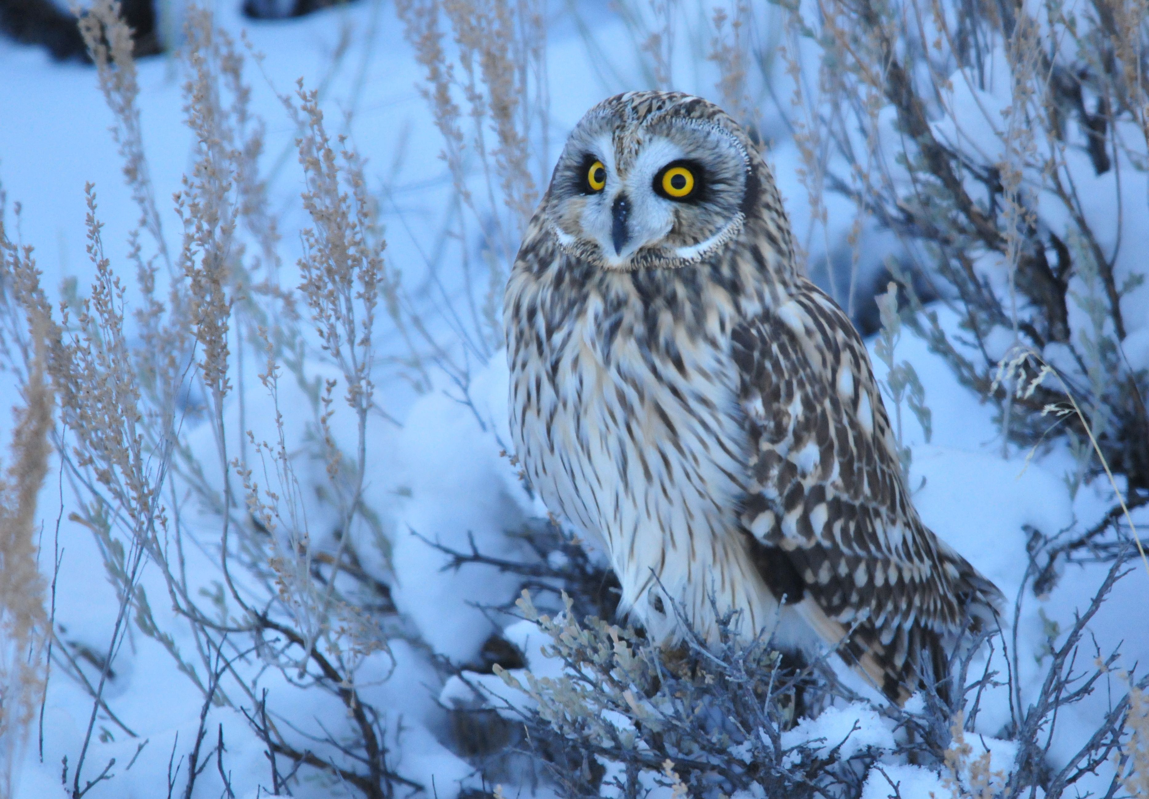 February: The Owl - Wisdom Through Winter's End (Image Credits: Wikimedia)