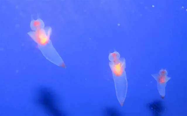 Sea Angel: The Ghostly Butterfly of the Deep (Image Credits: Wikimedia)